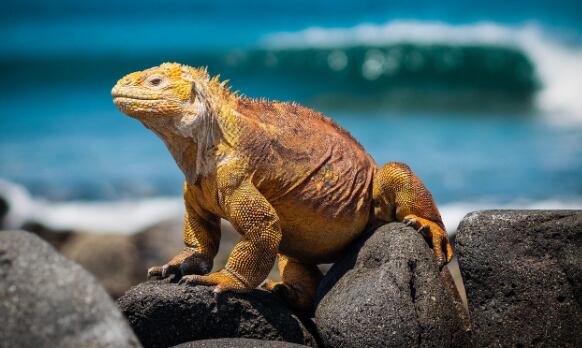Cientos de miles de dólares cuestan en el mercado ilícito las iguanas rosadas de Galápagos 