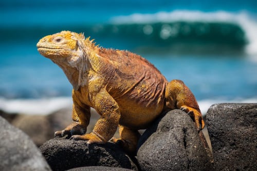 Cientos de miles de dólares cuestan en el mercado ilícito las iguanas rosadas de Galápagos