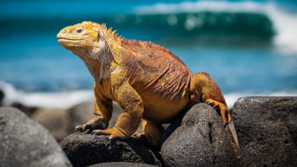 Las iguanas rosadas de Galápagos son consideradas una joya biológica.