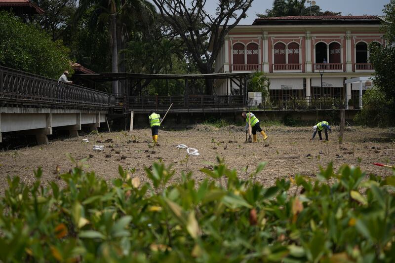 Samborondón avanza en siembra de manglares