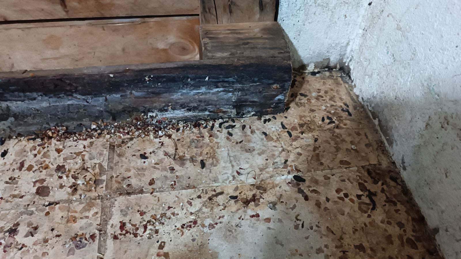 Heces de roedor, en una planta procesadora de 'snacks' en Cuenca