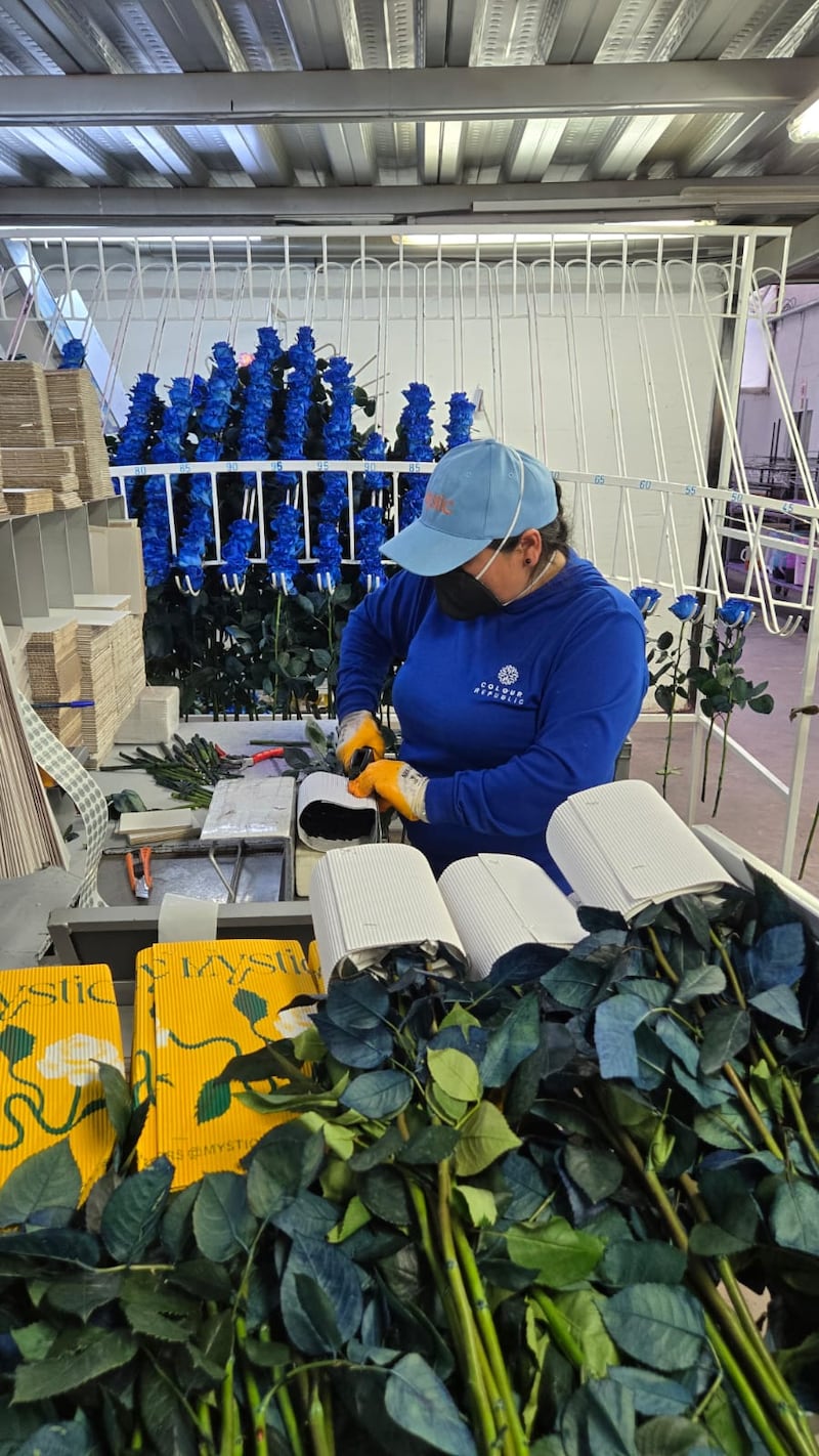 Finca Mystic Flowers