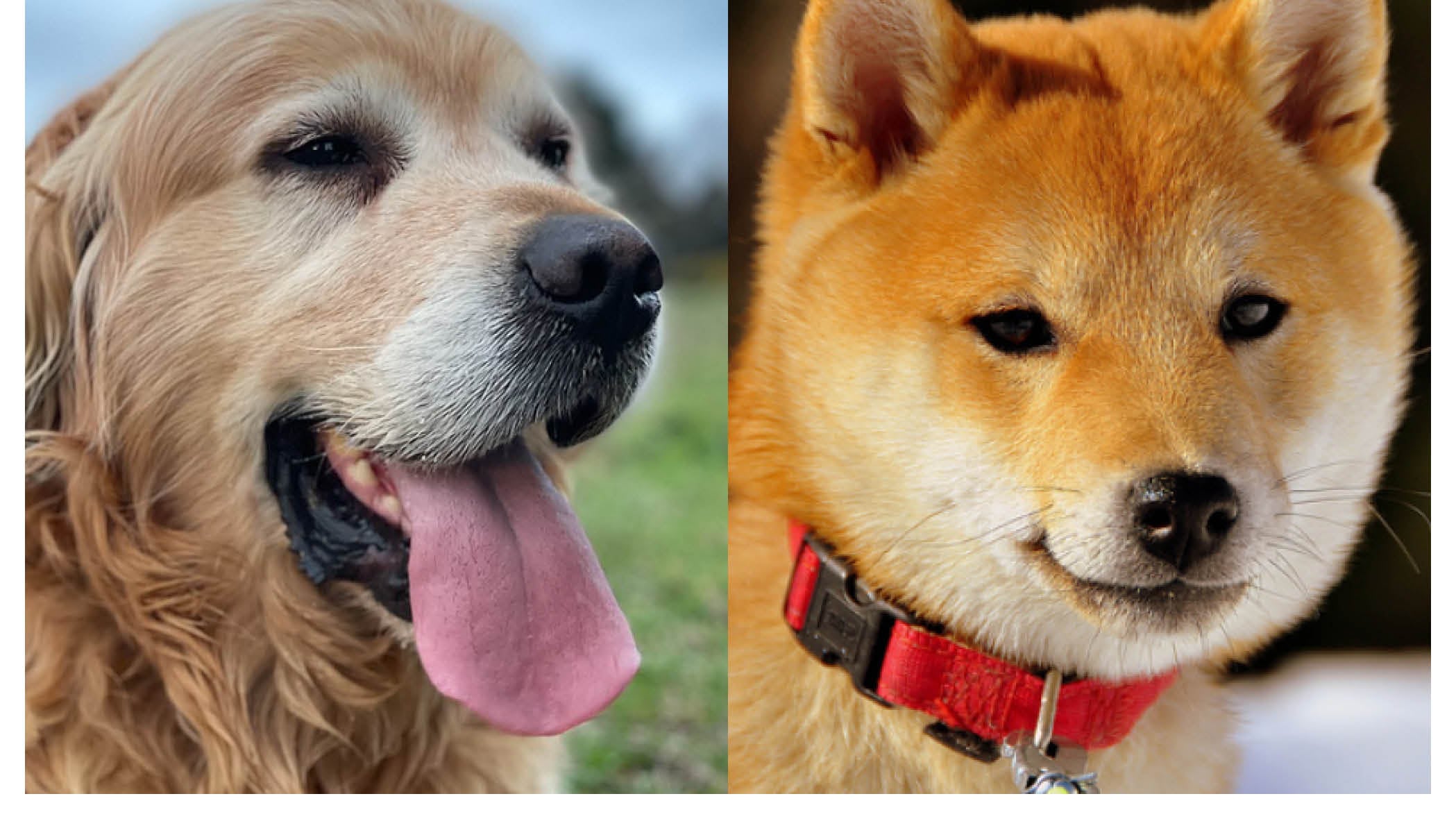 Si eres amante de los perros, esto te puede interesar.