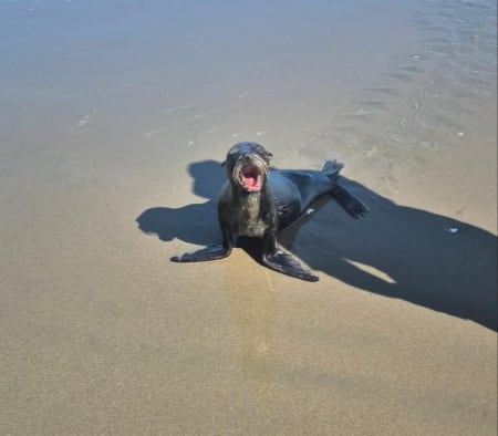 ¿Cómo llegaron los lobos marinos de Galápagos hasta las playas de Esmeraldas? 