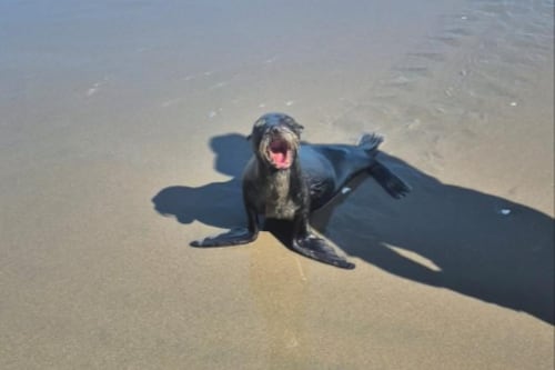 ¿Cómo llegaron los lobos marinos de Galápagos hasta las playas de Esmeraldas?
