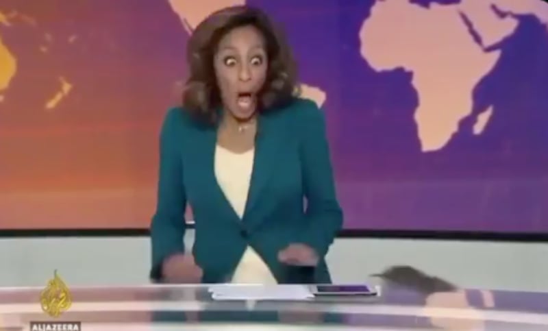 Momento en que una rata gigante sorprende a la presentadora de Al Jazeera durante un noticiero en vivo en Londres.