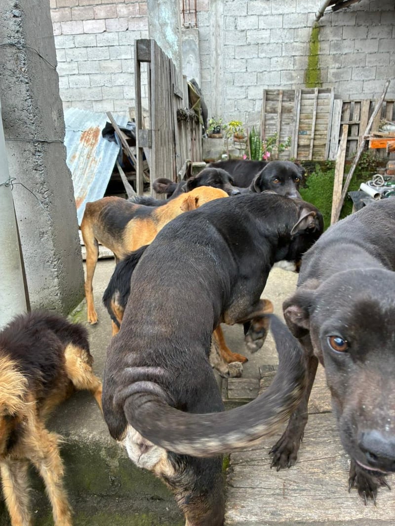 18 perritos fueron hallados en condiciones alarmantes en Colinas del Norte, en Quito. Foto: AMC