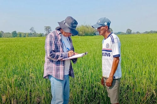 Gobierno compra arroz: estos son los puntos de entrega habilitados