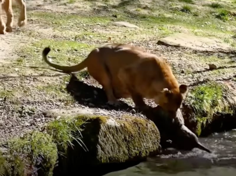 leona rescata a cachorro del agua
