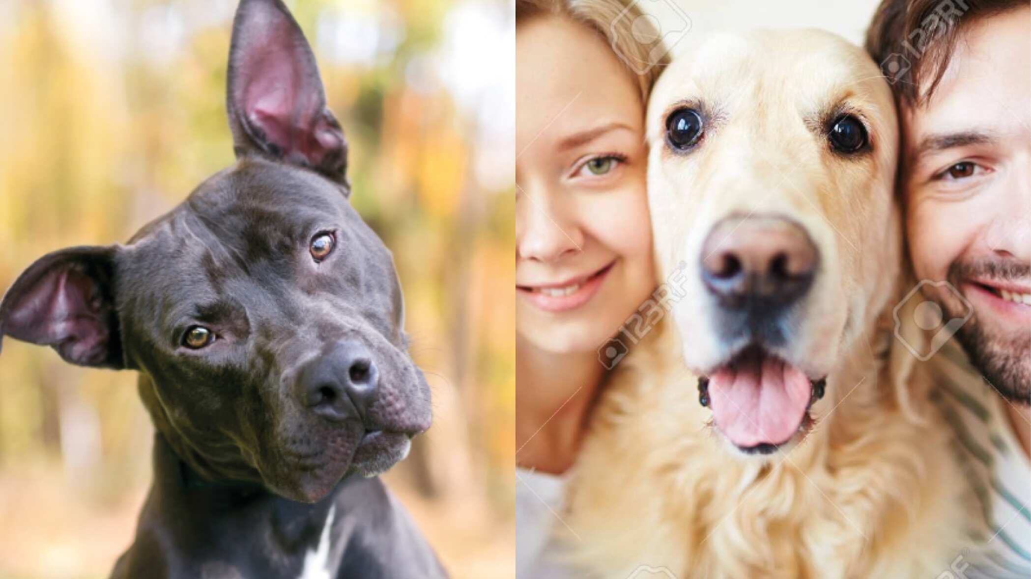 ¿Los perros entienden mejor a los hombres o a las mujeres? Esto dice la ciencia