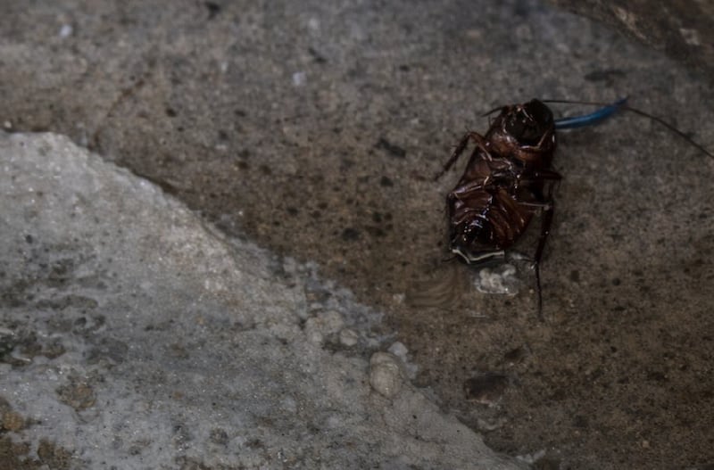 ¡De terror! Hallan gusanos vivos en el piso de la cocina de un restaurante en Salinas - Fuente: Arcsa