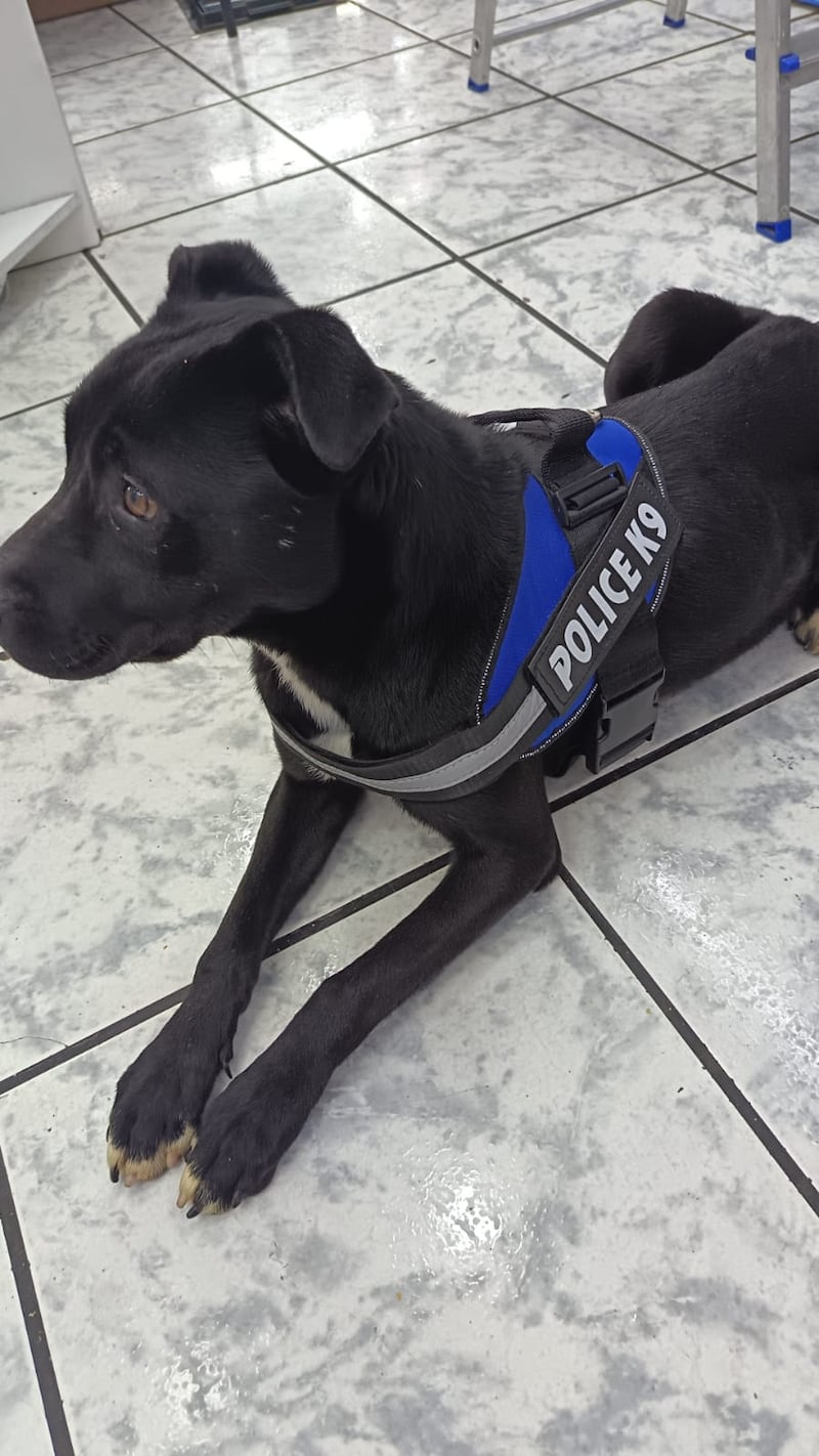 La historia de Telesa, una perrita en busca de ayuda que fue rescatada y hoy es can K9 de la Policía