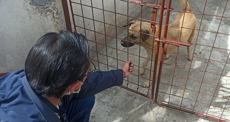 Casos de maltrato animal en Quito