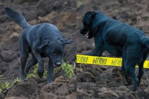 La conmovedora historia del ‘perrito’ que busca entre los escombros a su familia en Alausí