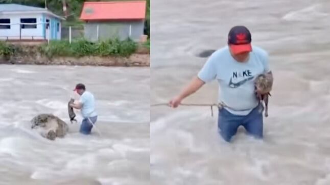 Hombre salvó a gato en medio del río.