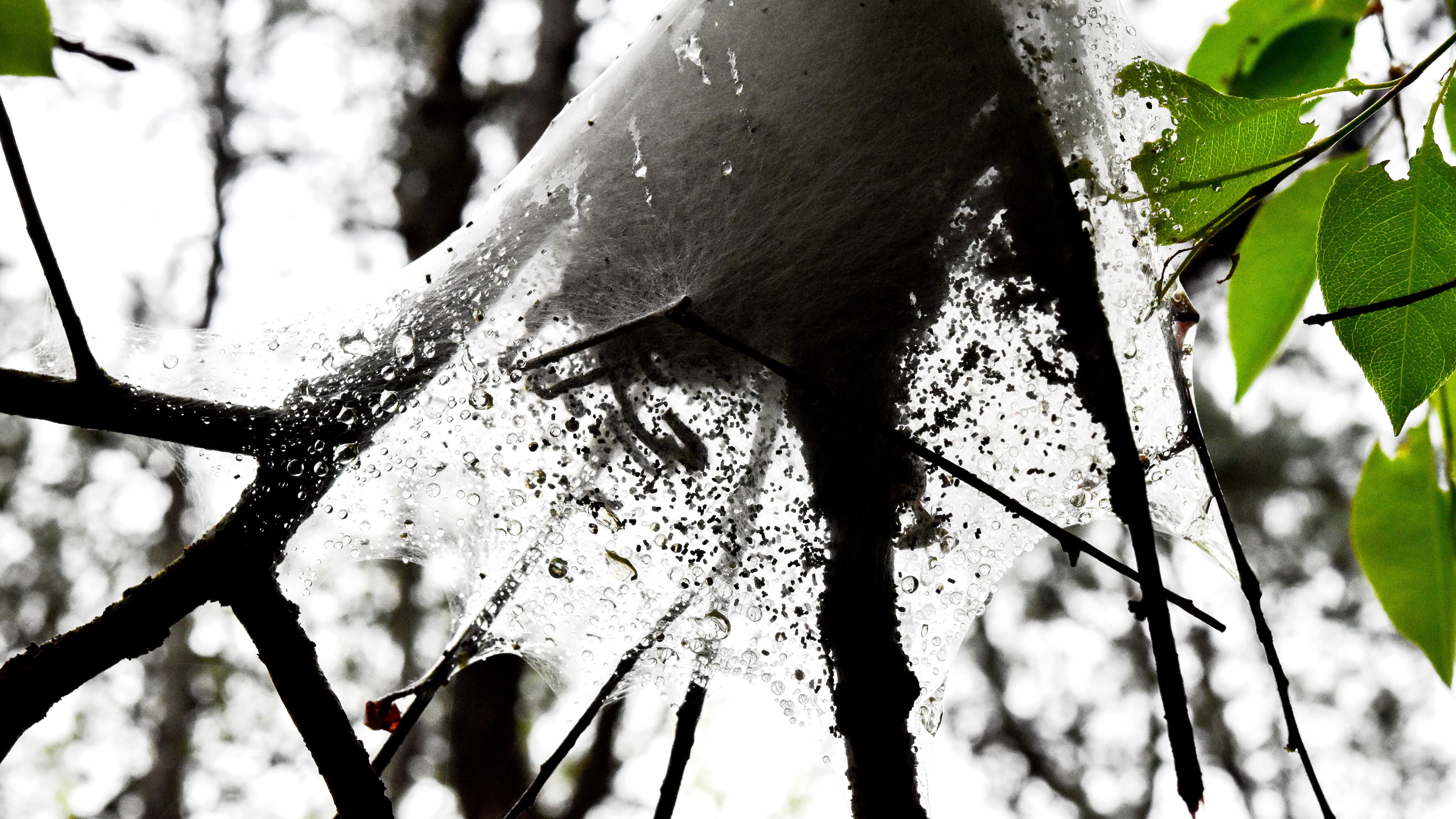 Mujer descubrió que tenía un nido de arañas adentro de su oído luego de sentir ‘crujidos’ por varias semanas.