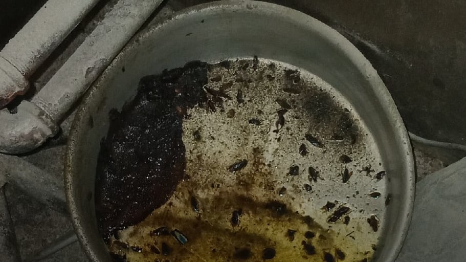 “Aceite con cucarachas muertas”: Esto fue lo que hallaron en dos panaderías al norte de Quito - Fuente: Arcsa