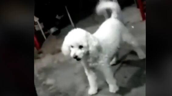 Perro es captado con movimientos extraños