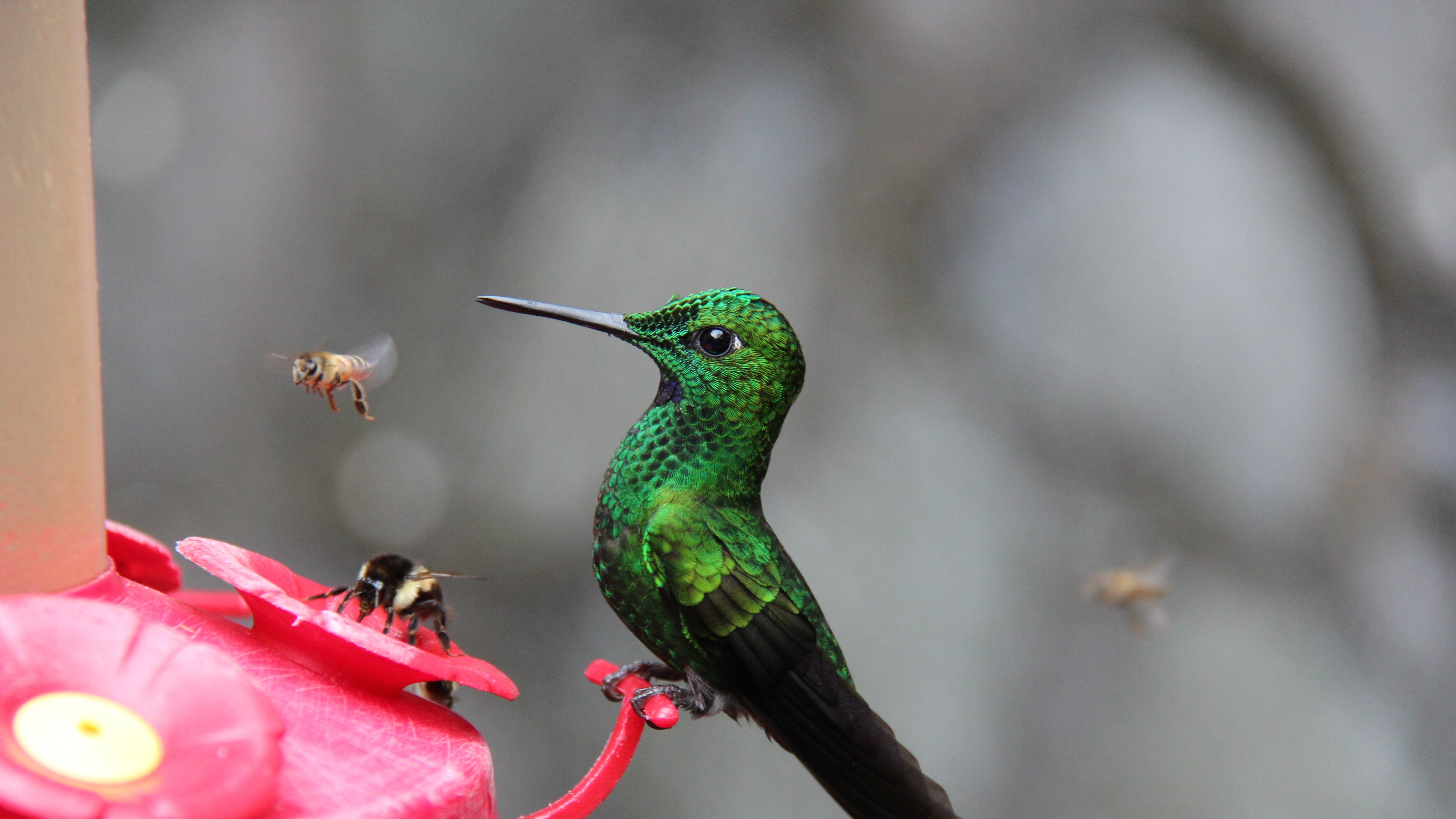 Fin de semana en Quito, con colibríes, cascadas y aguas termales