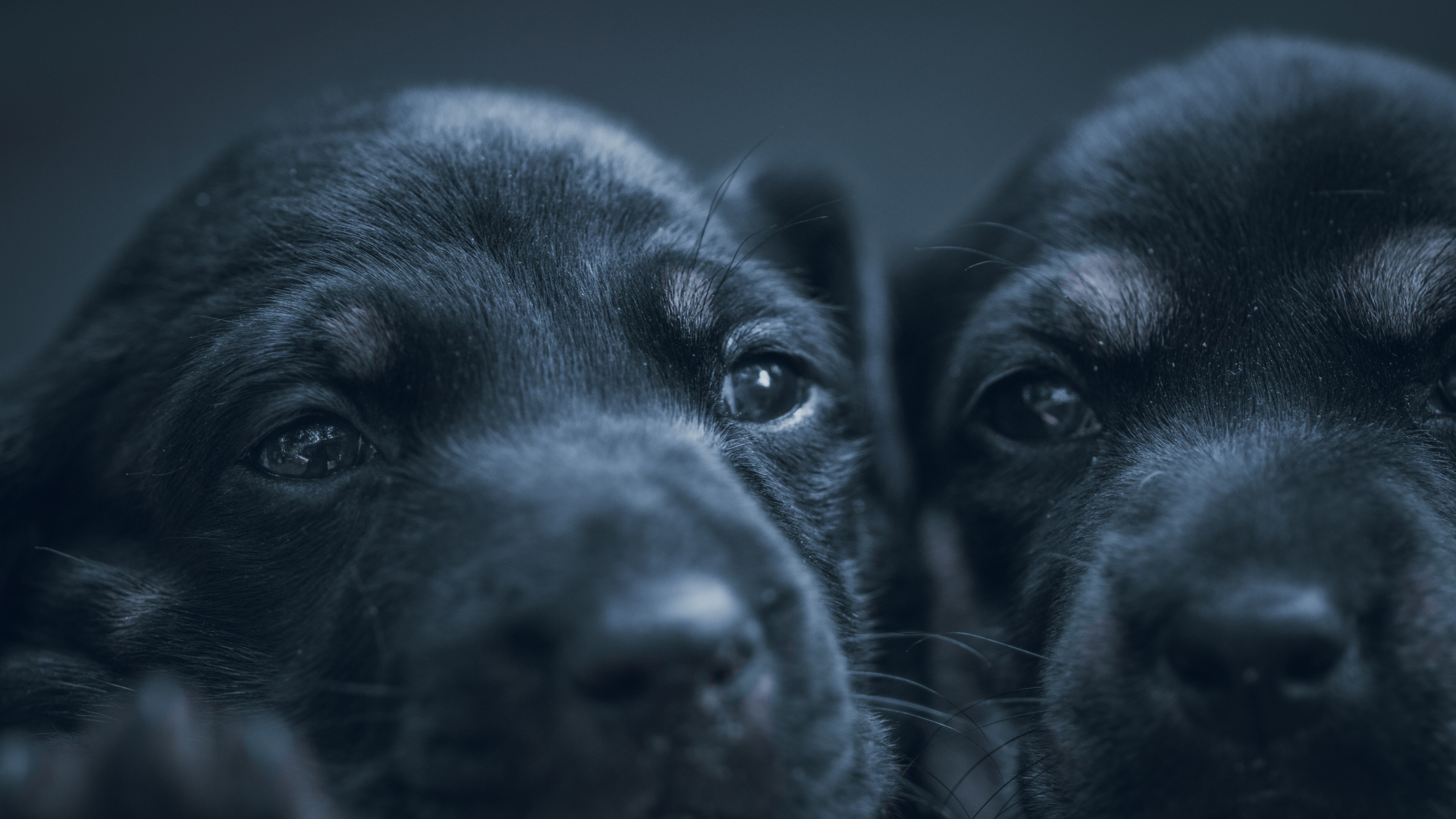 Dos perros recién nacidos juntos