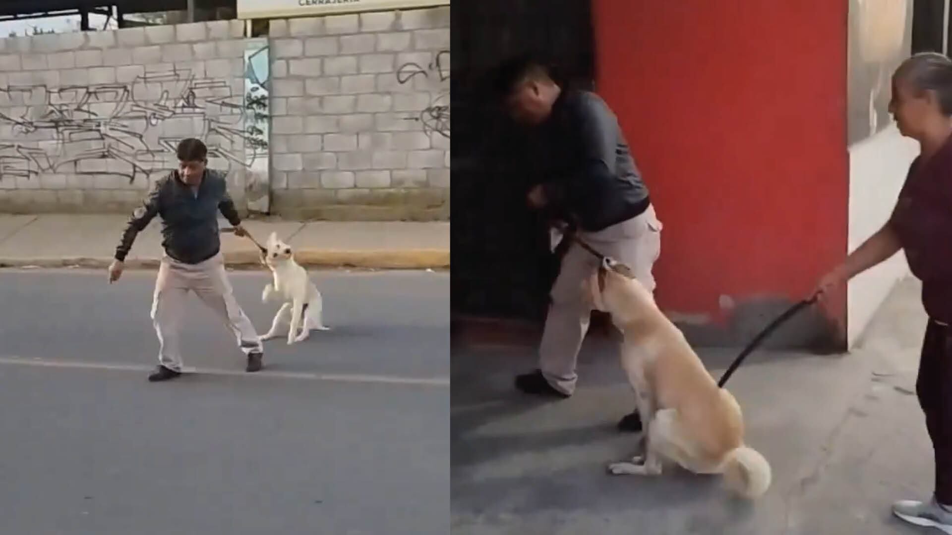 Maltrato animal en Tumbaco, Quito