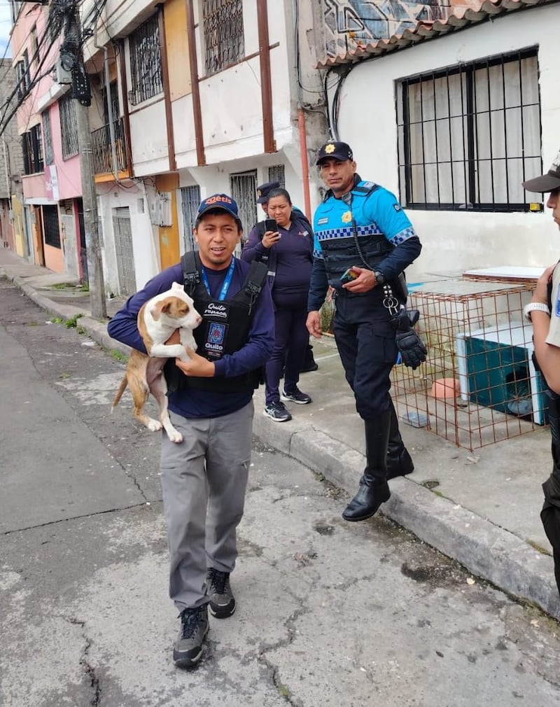 Rescatan a cachorro de pitbull en Solanda