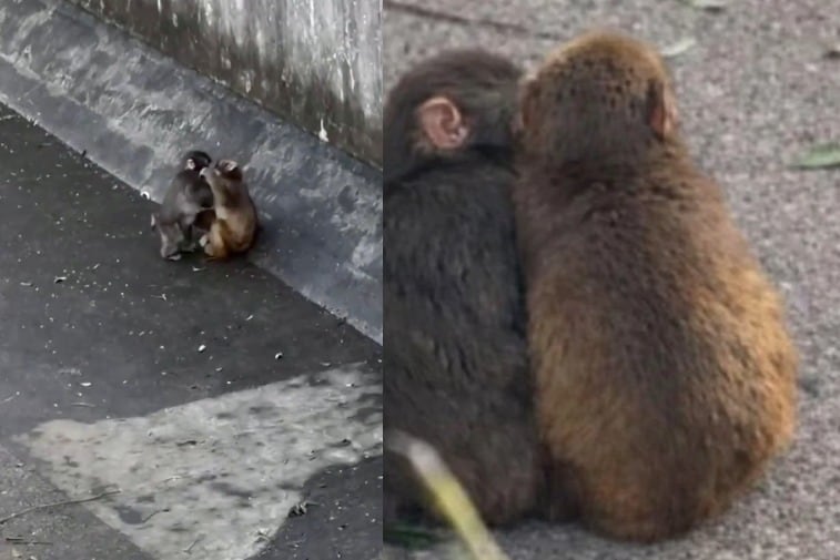 Punch, el mono viral que fue rechazado por su madre, ahora está enamorado de Aiko en un zoológico de Japón.
