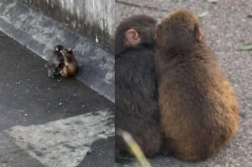 De la soledad al amor: Punch, el mono viral, ahora está enamorado