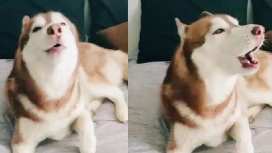 El lomito se hizo viral en redes sociales