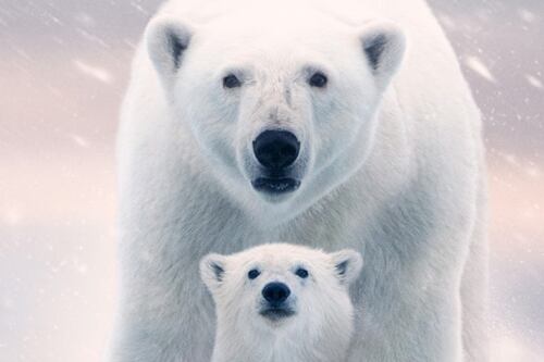 Osa Polar, un documental que deja un fuerte mensaje acerca del Cambio Climático