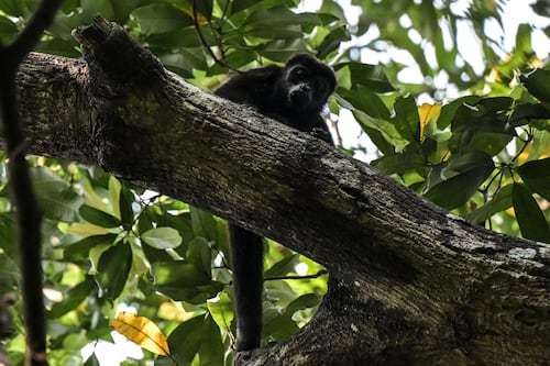 Monos aulladores caen muertos de los árboles por temperaturas extremas en México
