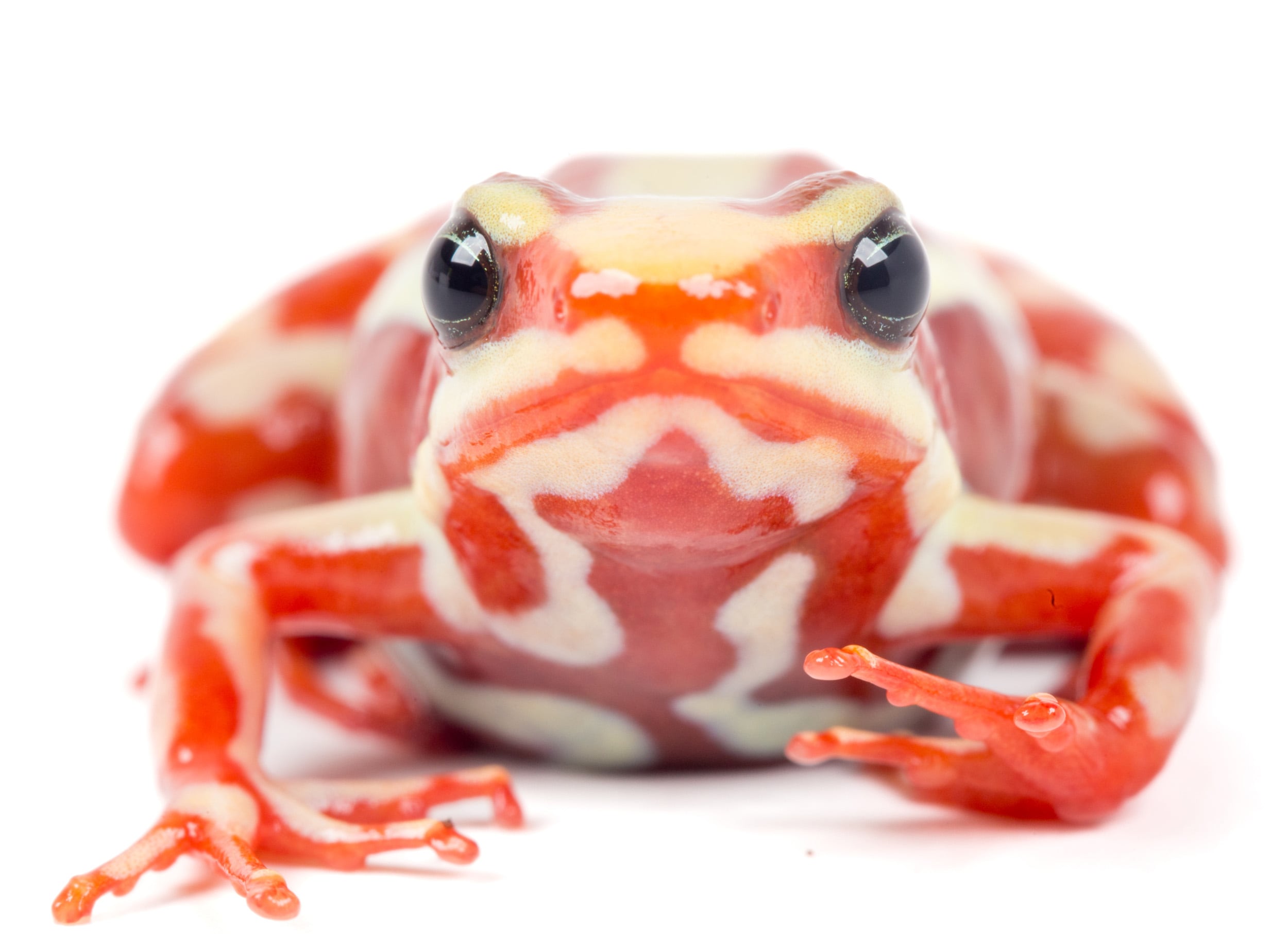 Así es la rana del sur de Ecuador y del norte de Perú vinculada al envenenamiento de Alexéi Navalni