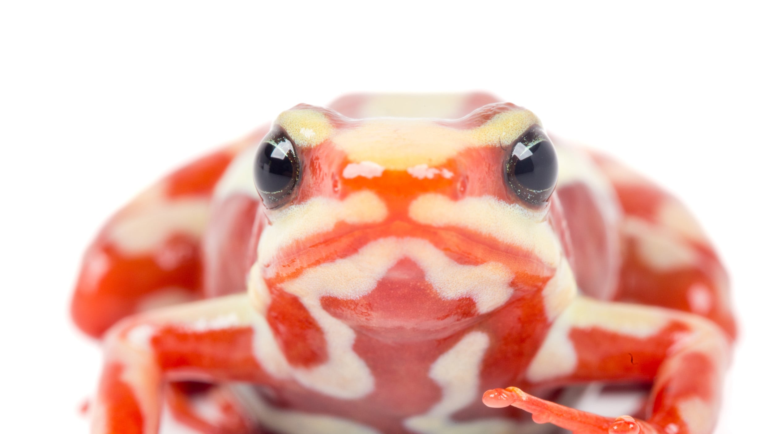 Una rana del sur de Ecuador y del norte de Perú en el centro del caso Navalni