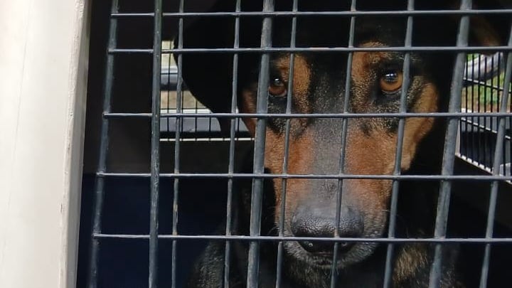 Rescatan a cinco perros que presuntamente sufrían maltrato en el sector del Itchimbía, en Quito - Fuente: UBA