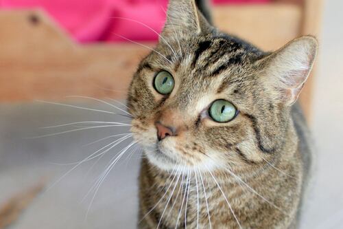 Diez mitos falsos acerca del comportamiento de los gatos