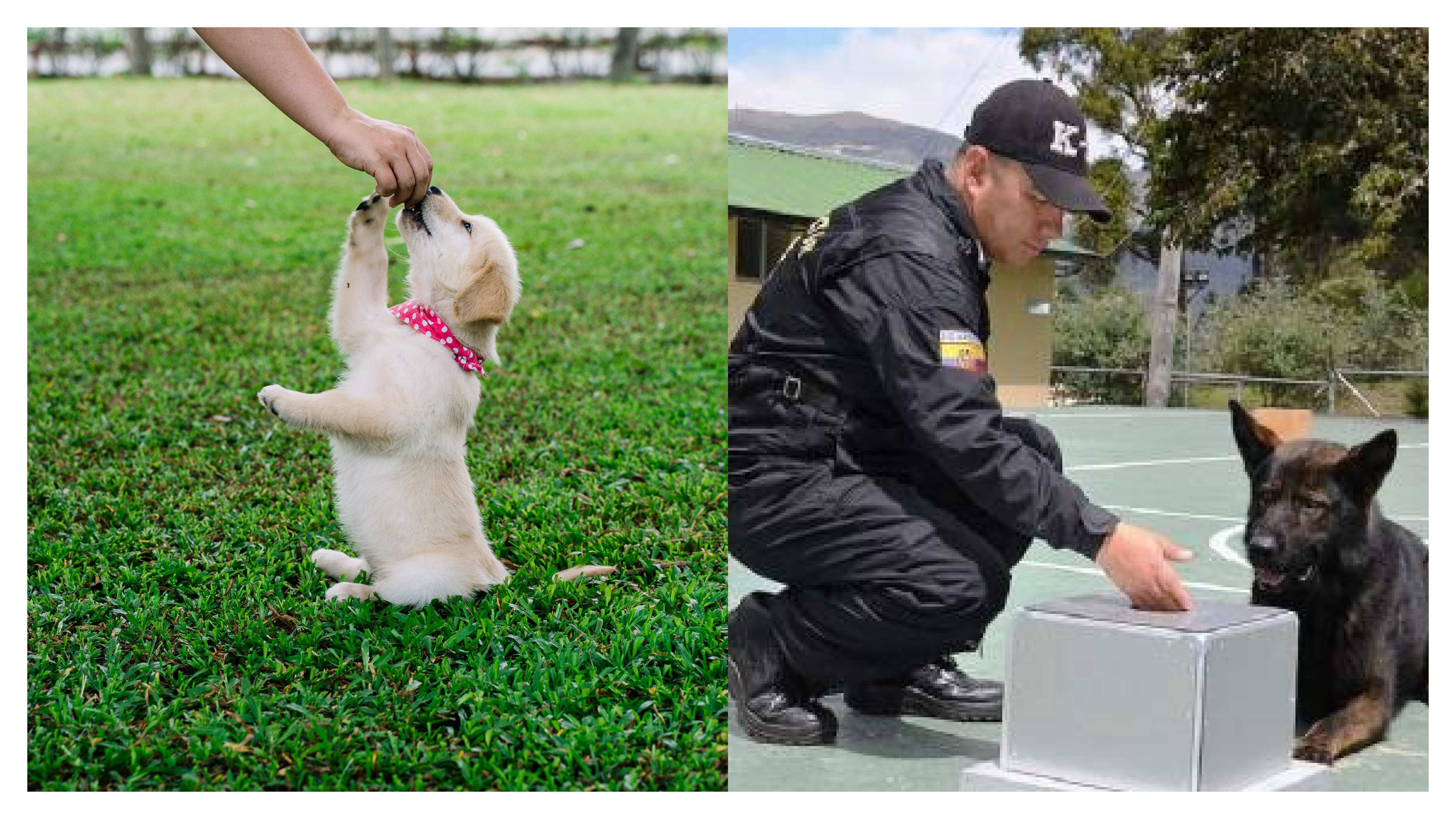 Adiestramiento canino en Guayaquil.