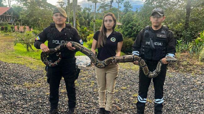 Sujeto utilizó una boa constrictora para promocionar una hostería en redes sociales.