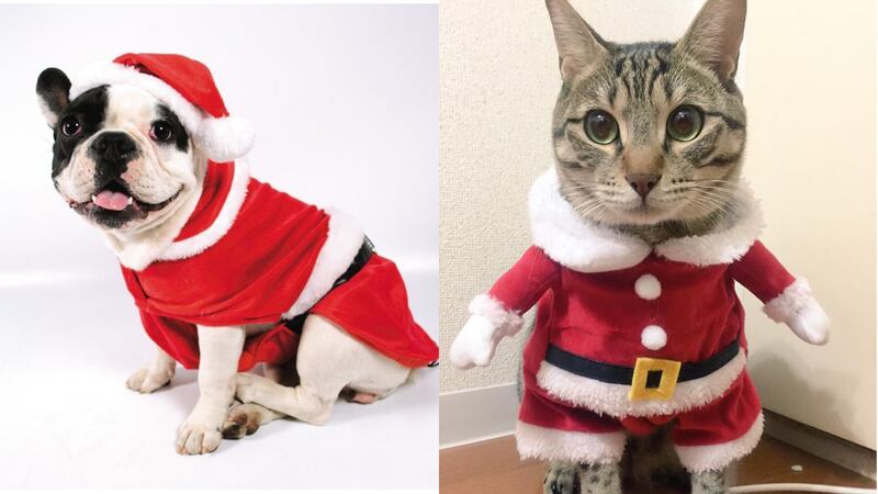 Los mejores disfraces para tu mascota en esta Navidad
