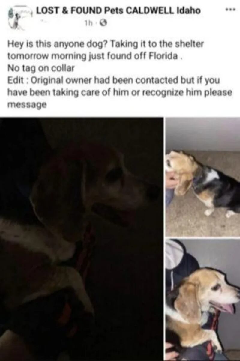 Conmovedor reencuentro: tras ocho años perdido, perro se reúne con su familia