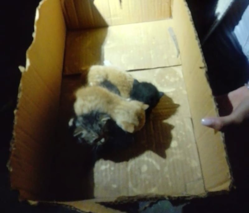 Así fue el rescate de cuatro gatitos atrapados en una chimenea en Pifo - @BomberosQuito