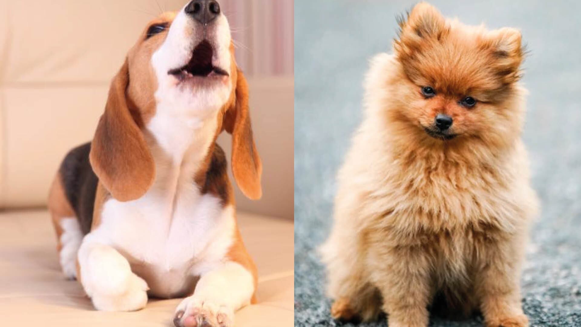 Identifica los ladridos de tu perro.