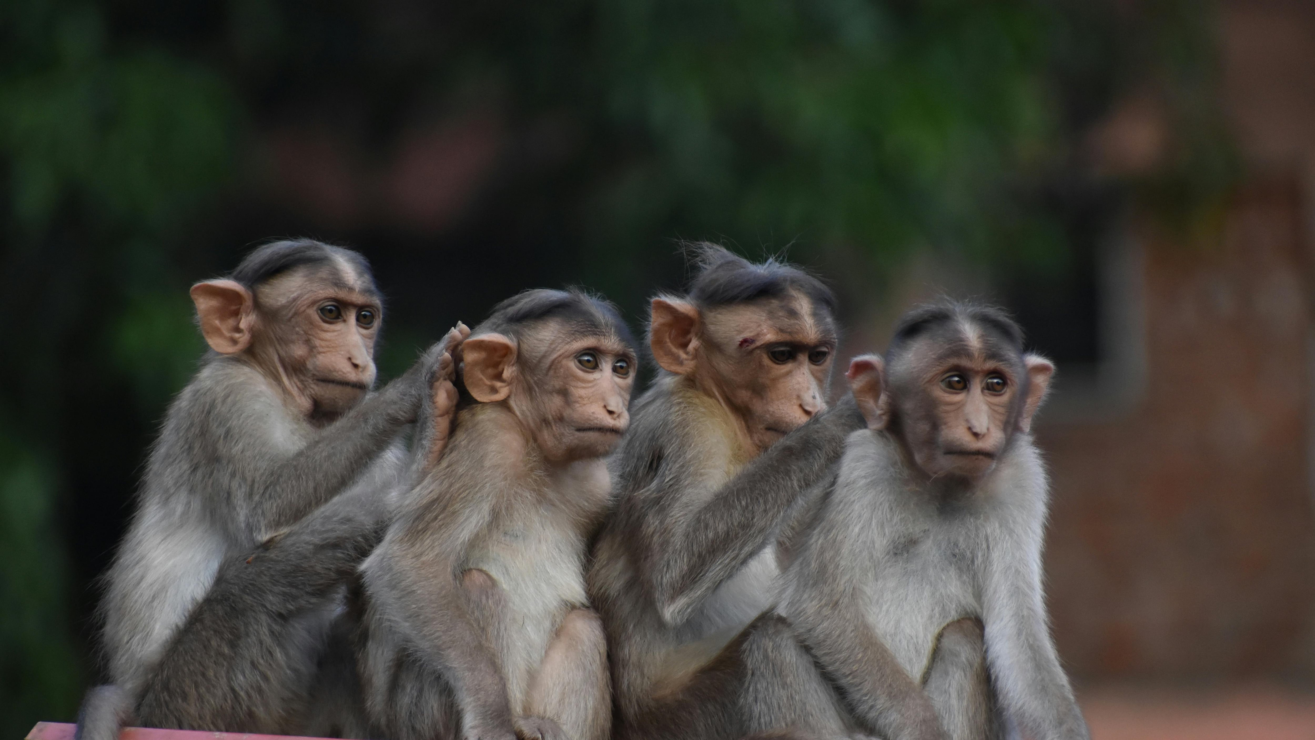 Monos
