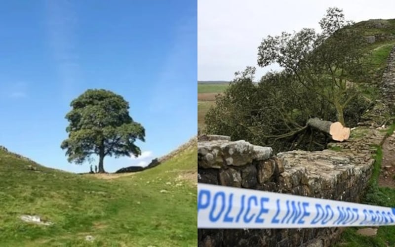 Condenan a los hombres que talaron el emblemático “árbol de Robin Hood” en Inglaterra