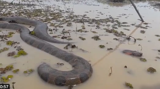 Captan a una enorme anaconda en la frontera con Colombia.