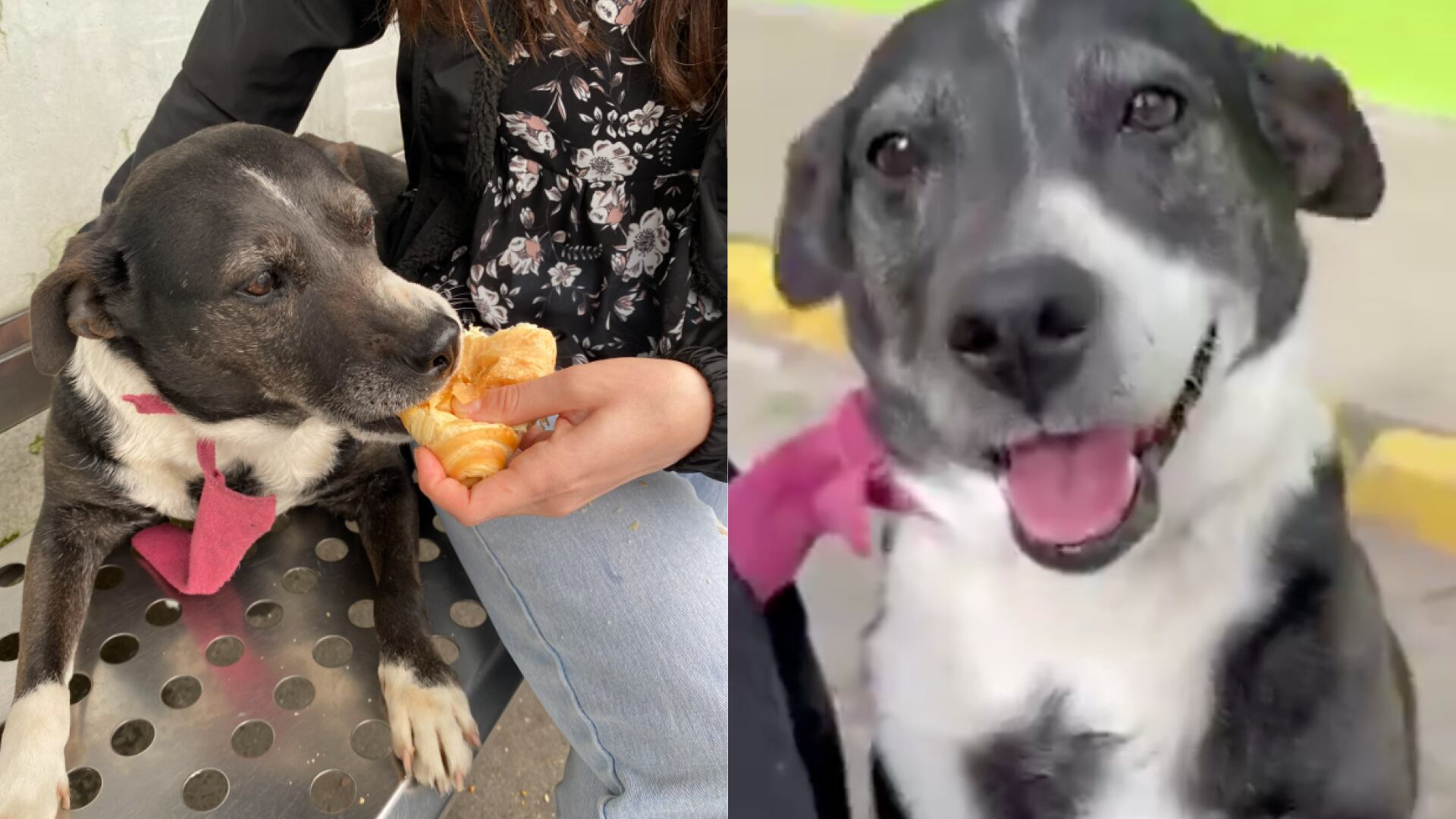 Aída, la perrita que fue rescatada tras esperar horas en una parada de bus, busca un hogar en Quito