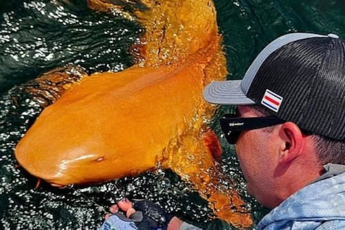 ¿Qué hay detrás del extraño tiburón tomate con ojos blancos que apareció?