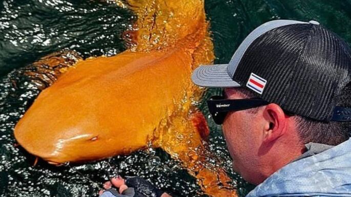 Tiburón naranja es capturado en Costa Rica.