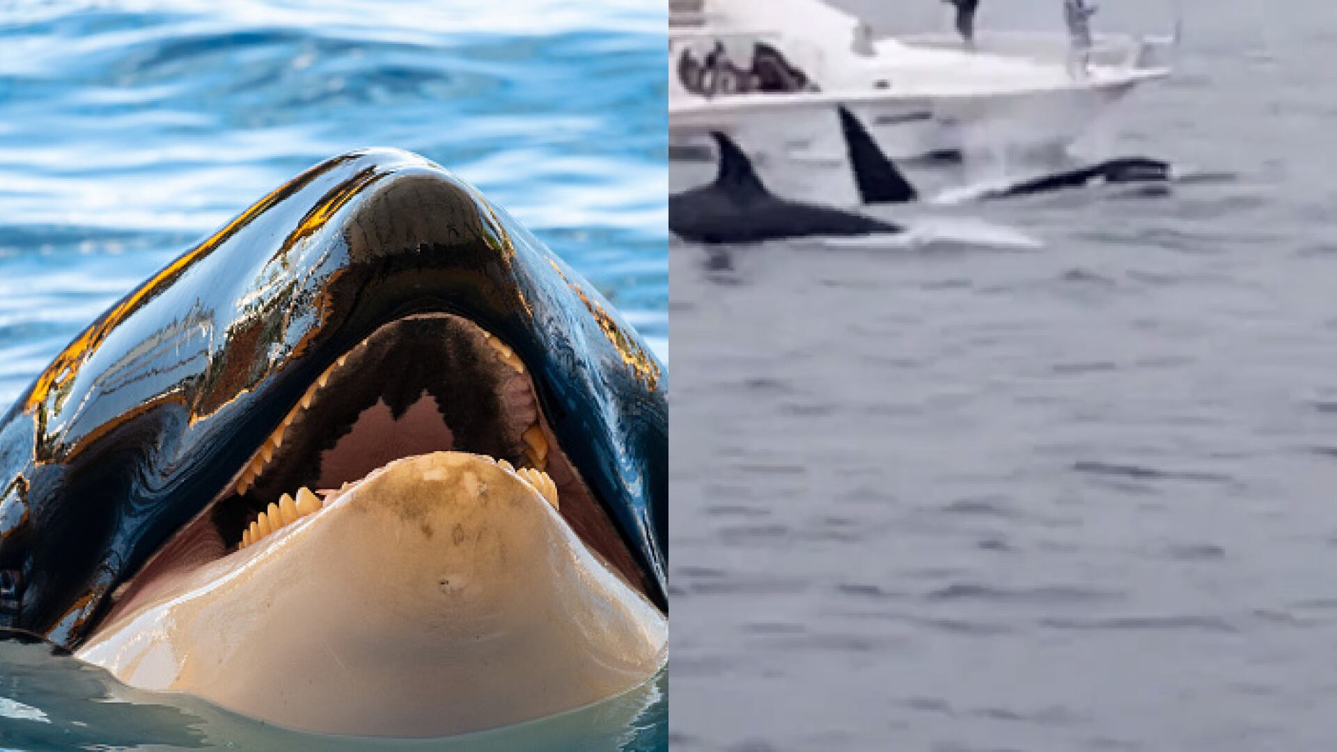 Avistan a orcas en Manabí