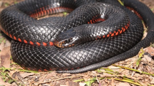 Serpientes negras de vientre rojo