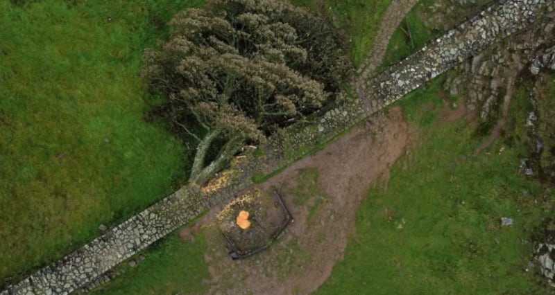 Tala de árbol